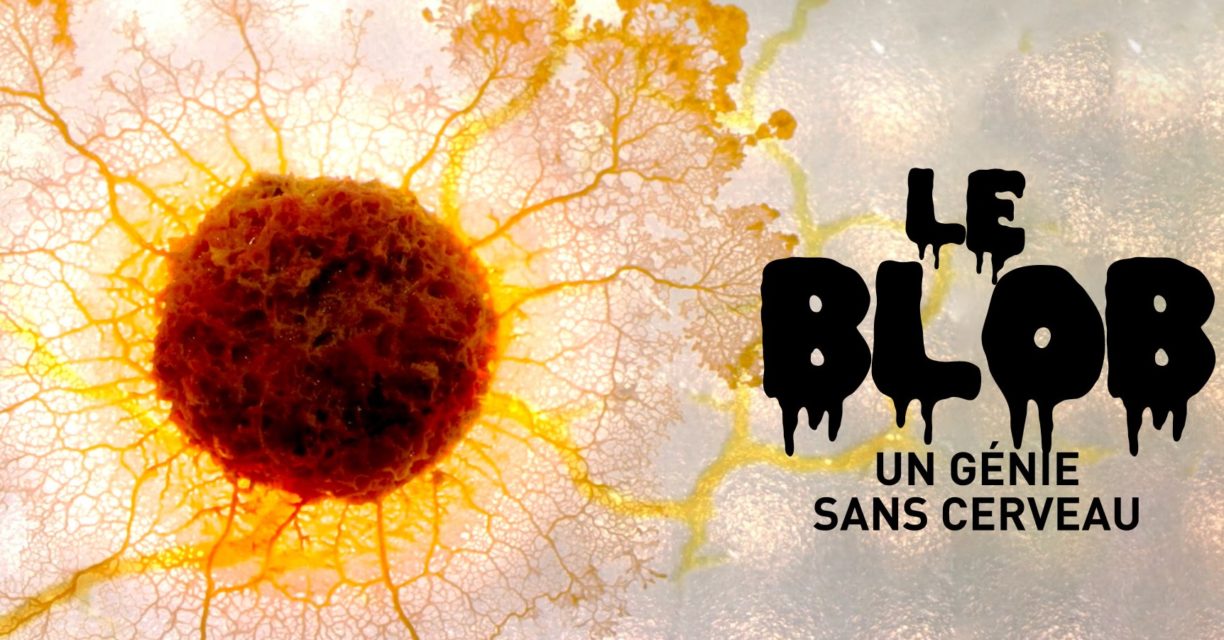 Stage-sciences-le-mystere-du-blob-MJC-des-arts-de-Blagnac